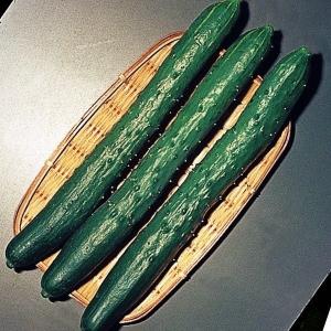 種 野菜たね キュウリ 夏節成りキュウリ 1袋（2ml） やさいの種 国華園