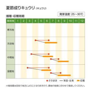 種 野菜たね キュウリ 夏節成りキュウリ 1袋...の詳細画像1