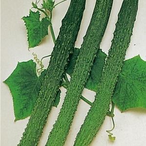 種 野菜たね キュウリ 四葉きゅうり 1袋（1ml） やさいの種 国華園