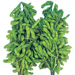 種 野菜たね エダマメ 白鳥枝豆 1袋(35m...の詳細画像2