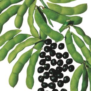 種 野菜たね エダマメ 黒太郎エダマメ 1袋（25ml） 枝豆 やさいの種 国華園