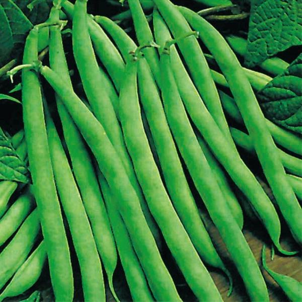 種 野菜たね インゲン つるありすじなし菜豆 1袋（25ml） やさいの種 国華園