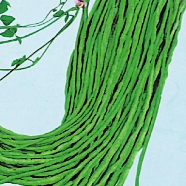 種 野菜たね インゲン 黒種三尺ささげ 1袋（10ml） やさいの種 国華園