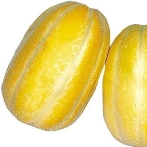 種 野菜たね マクワウリ 銀泉マクワ瓜 1袋（1ml） やさいの種 国華園