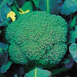 花と緑 国華園 ブロッコリー カリフラワー 野菜たね Yahoo ショッピング