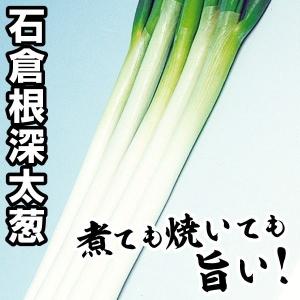 ネギ 種 野菜たね 石倉根深太葱 1袋（8ml） 葱 やさいたね 国華園 こっかえん｜kokkaen