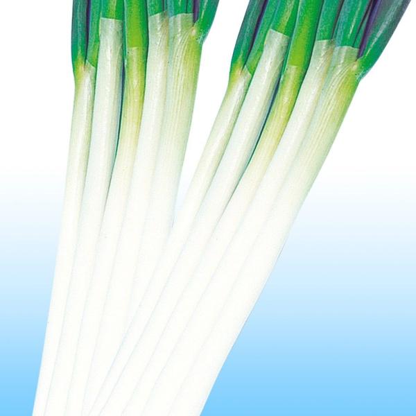種 野菜たね ネギ 石倉根深太葱 1袋（8ml） 葱 いしくらねぶかねぎ やさいの種 国華園