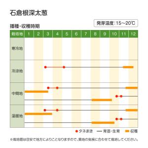 種 野菜たね ネギ 石倉根深太葱 1袋(8ml...の詳細画像1