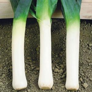 西洋ネギリーキ 果菜の種 の商品一覧 種 種子 花 ガーデニング 通販 Yahoo ショッピング