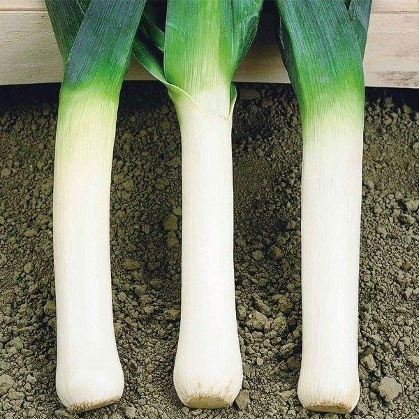 種 野菜たね 西洋ネギ リーキ 1袋（5ml） 葱 やさいの種 国華園