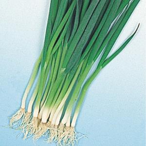 種 野菜たね ネギ 九条細葱 1袋（5ml） 葱 くじょう やさいの種 国華園