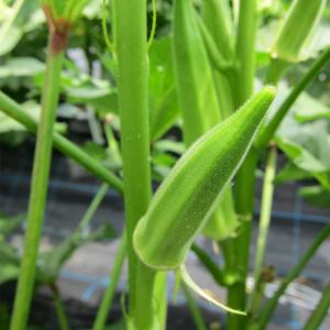 種 野菜たね オクラ(品種名:みやこ五角) 1...の詳細画像3