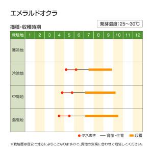 種 野菜たね オクラ エメラルドオクラ 1袋(...の詳細画像4
