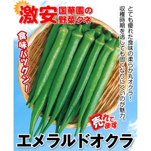 オクラ 種 野菜たね エメラルドオクラ 1袋(...の詳細画像1