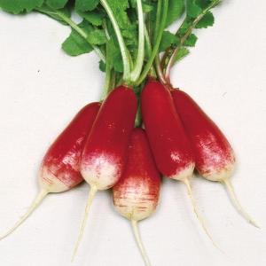 種 野菜たね ダイコン 長型赤白二十日大根 1袋（8ml） はつかだいこん やさいの種 国華園