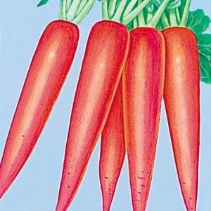 種 野菜たね ダイコン 赤長二十日大根 1袋(8...の商品画像