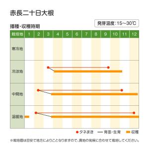 種 野菜たね ダイコン 赤長二十日大根 1袋(...の詳細画像1