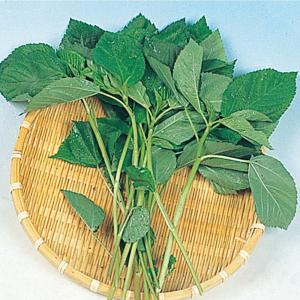 空芯菜の種　野菜 エンサイの種　1キロ　　無農薬 空芯菜の種 野菜 エンサイの種 1キロ 無農薬 自然栽培！『 空芯菜』1kg