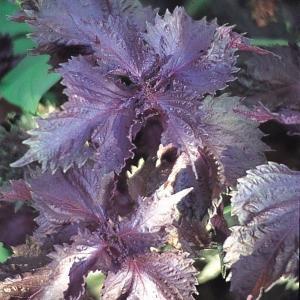 種 野菜たね 健康野菜 赤ちりめんしそ 1袋（3ml） 紫蘇 やさいの種 国華園