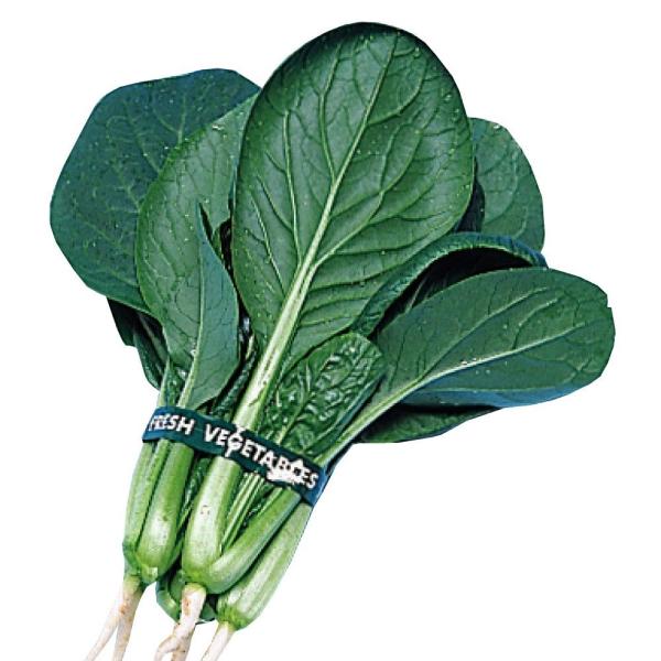 種 野菜たね 健康野菜 丸葉小松菜 1袋（10ml） こまつな やさいの種 国華園