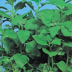 種 野菜たね 健康野菜 つる菜（浜ホウレン草） 1袋（10ml） やさいの種 国華園