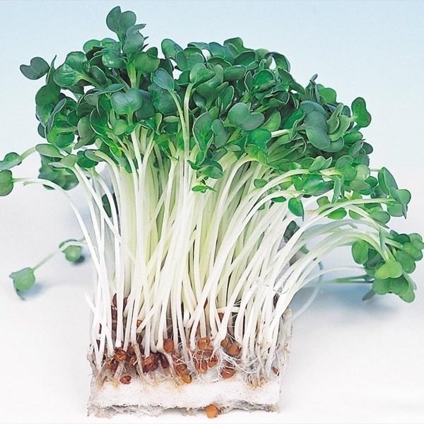 かいわれ 種 野菜たね 健康野菜 かいわれ大根 1袋（30ml） やさいたね 国華園 こっかえん