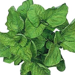 種 野菜たね 世界の野菜 バイアム（ヒユナ） 1袋（5ml） やさいの種 国華園