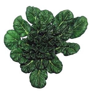 種 野菜たね 世界の野菜 タアサイ 1袋(10ml)