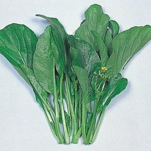 種 野菜たね 世界の野菜 サイシン 1袋（4ml） やさいの種 国華園