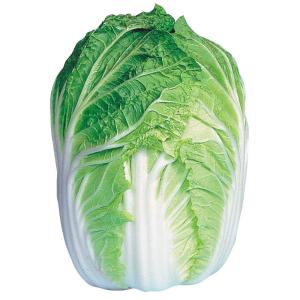 種 野菜たね ハクサイ F1春日 1袋（1.5ml） 白菜 やさいの種 国華園