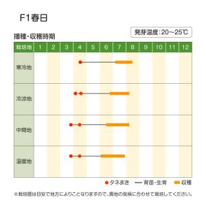 種 野菜たね ハクサイ F1春日 1袋(1.5...の詳細画像1