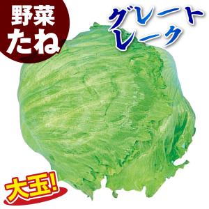 種 野菜たね レタス グレートレーク 1袋(2...の詳細画像1