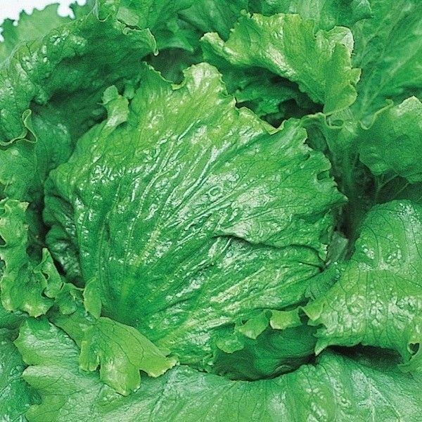 種 野菜たね レタス デンバーレタス 1袋（2ml） やさいの種 国華園