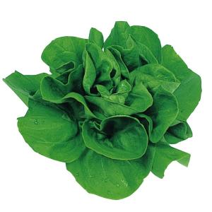 種 野菜たね レタス サラダ菜 1袋（5ml） やさいの種 国華園