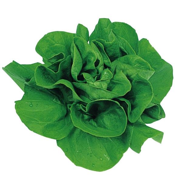 種 野菜たね レタス サラダ菜 1袋（5ml） やさいの種 国華園