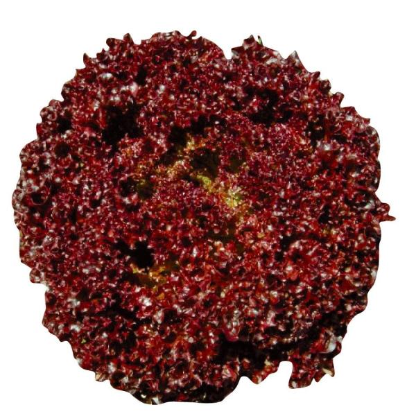 種 野菜たね レタス ロロロッサ 1袋（2ml） やさいの種 国華園