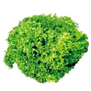 種 野菜たね レタス ロログリーン 1袋（2ml） やさいの種 国華園