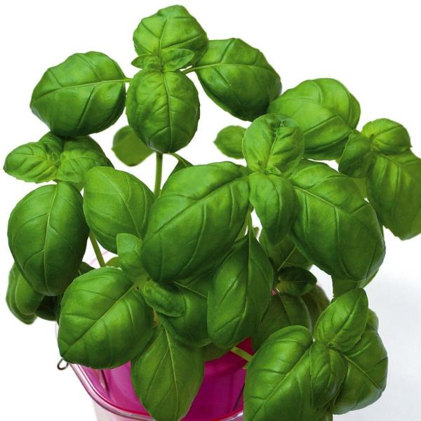 種 野菜たね ハーブ バジル 1袋（2ml） やさいの種 国華園