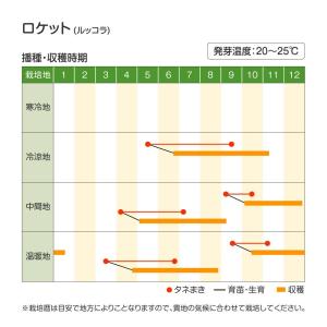 種 野菜たね ハーブ ロケット(ルッコラ) 1...の詳細画像5