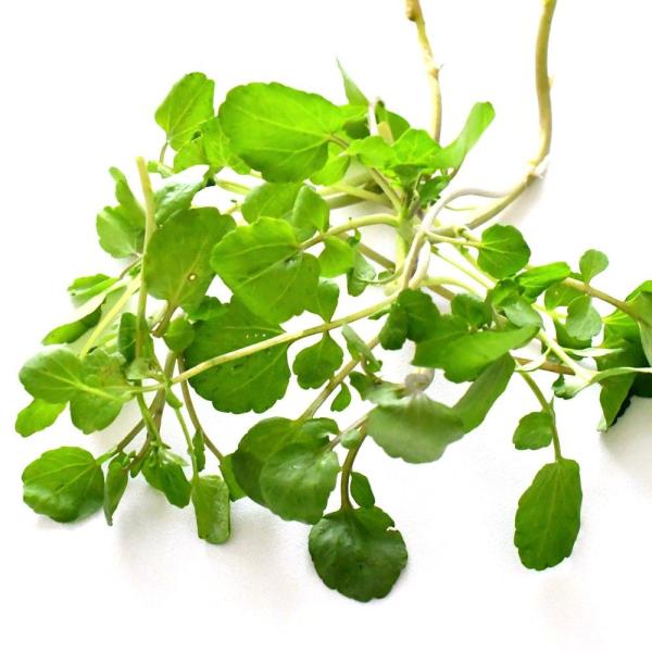 種 野菜たね ハーブ クレソン 1袋（1ml） やさいの種 国華園