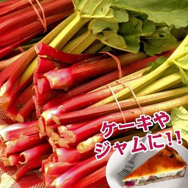 ハーブ 種 野菜たね ルバーブ（西洋フキ） 1袋（2ml） やさいたね 国華園 こっかえん