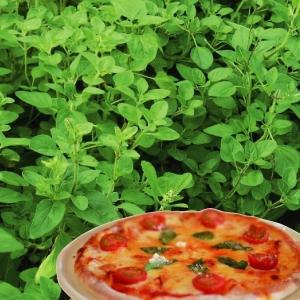 種 野菜たね ハーブ オレガノ 1袋（0.1ml） やさいの種 国華園