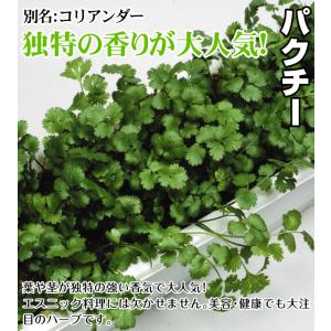 種 野菜たね ハーブ パクチー コリアンダー ...の詳細画像1
