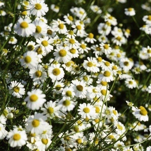 種 野菜たね ハーブ ジャーマンカモミール 1袋（0.2ml） やさいの種 国華園