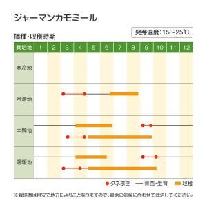 種 野菜たね ハーブ ジャーマンカモミール 1...の詳細画像3