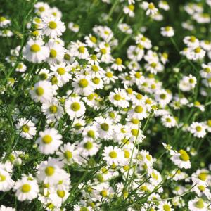 種 野菜たね ハーブ ジャーマンカモミール 1...の詳細画像2