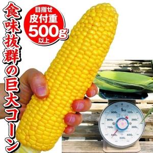 トウモロコシ 種 野菜たね F1スーパースイートビッグ 1袋（40ml） やさいたね 国華園 こっかえん｜kokkaen