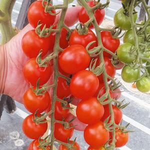 種 野菜たね ミニトマト F1こくうまチェリー...の詳細画像2