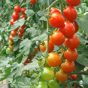 種 野菜たね ミニトマト F1こくうまチェリー...の詳細画像3