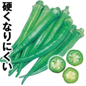 オクラ 種 野菜たね 島オクラ 1袋（10ml） やさいたね 国華園 こっかえん｜kokkaen